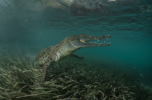 Graceful crocodile by Dmitry Starostenkov 